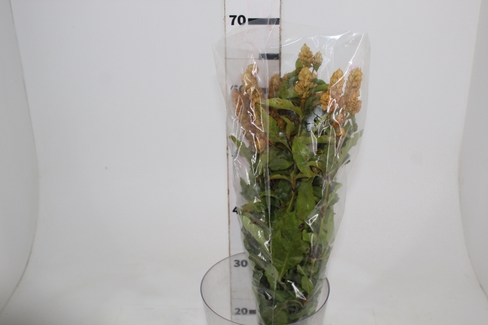 CAMARAO AMARELO 050 CM