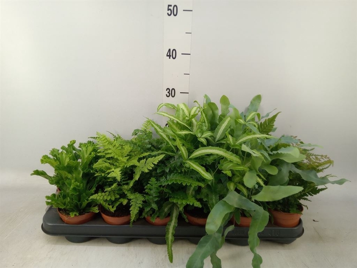 <h4>Ferns   ...mix</h4>