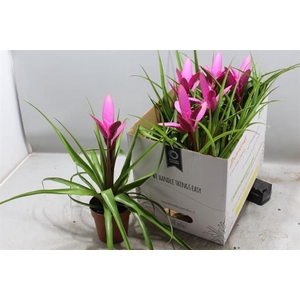 Tillandsia Antonio 12Ø 40cm