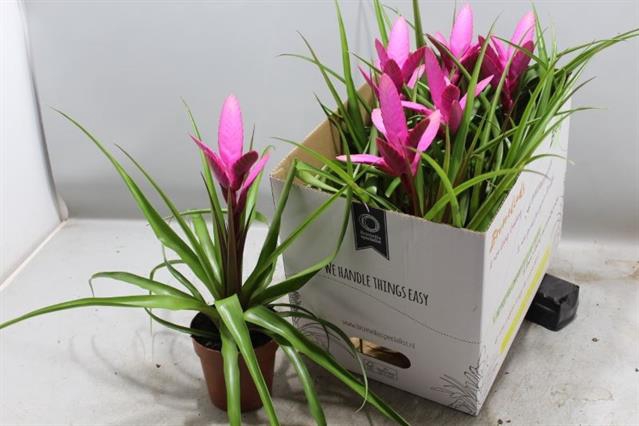 Tillandsia Antonio 12Ø 40cm