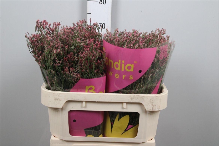 <h4>Lim Sin Max Diamond</h4>