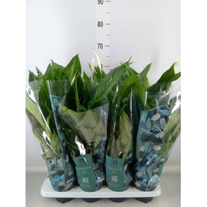 Spathiphyllum  'Sweet Chico'