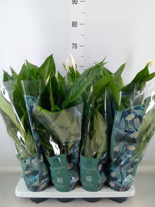 <h4>Spathiphyllum  'Sweet Chico'</h4>