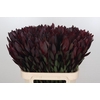 Leucadendron Saf Sunset Dark R.