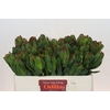 Leucadendron Laurel Yellow