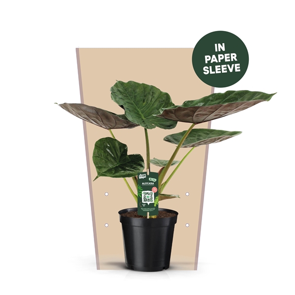 <h4>Alocasia Wentii Papieren Hoes</h4>