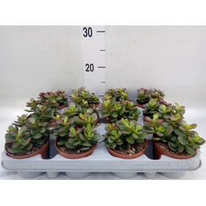 Crassula ovata 'Minor'