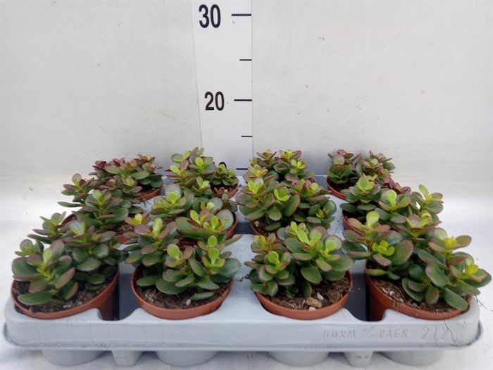 <h4>Crassula ovata 'Minor'</h4>