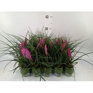 Tillandsia cyanea 'Anita'