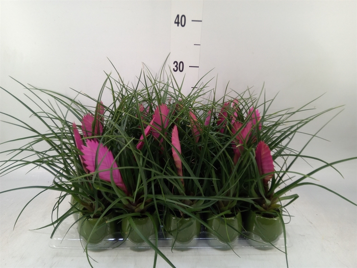<h4>Tillandsia cyanea 'Anita'</h4>