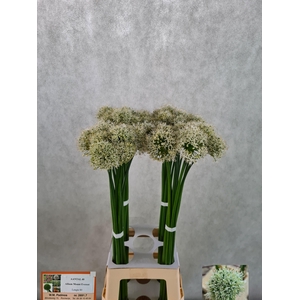 Allium Mount Everest White 80cm
