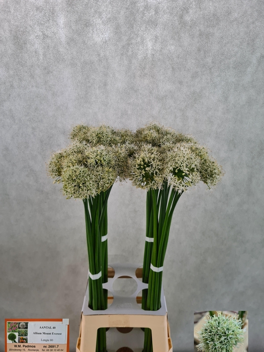 <h4>Allium Mount Everest White 80cm</h4>