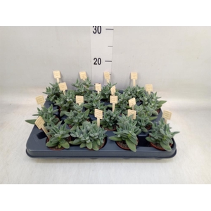 Crassula  'Tarantula'