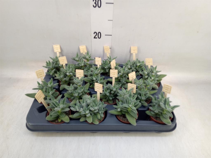 <h4>Crassula 'Tarantula'</h4>