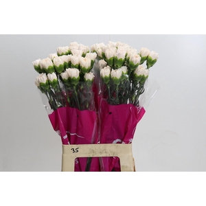 Dianthus St Brut
