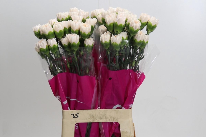 <h4>Dianthus St Brut</h4>