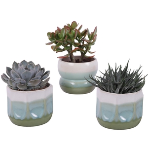Succulenten mix Ø12cm in Ø15cm Ceramic FB675