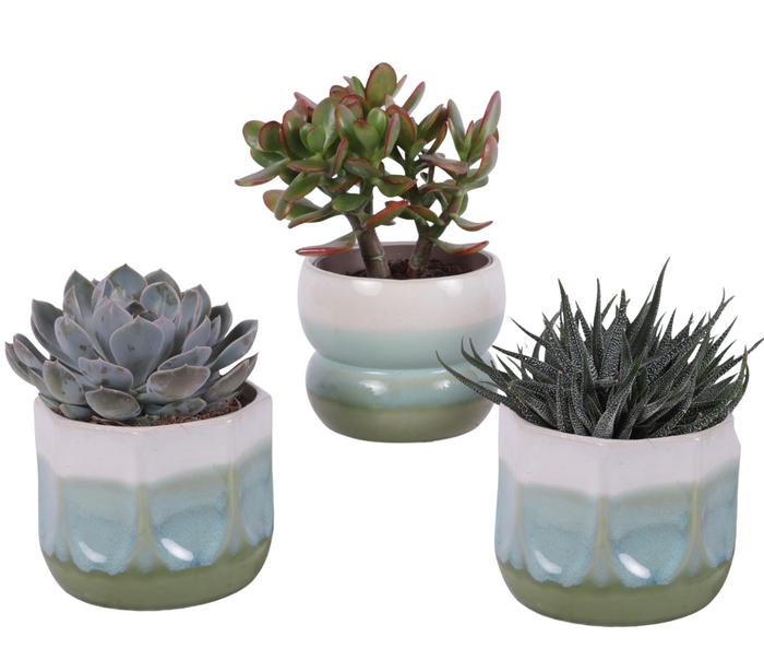 <h4>Succulenten mix Ø12cm in Ø15cm Ceramic FB675</h4>