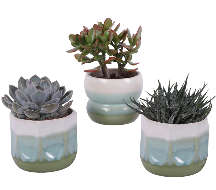 <h4>Succulenten mix Ø12cm in Ø15cm Ceramic FB675</h4>