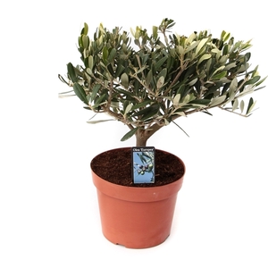 olea sur tige