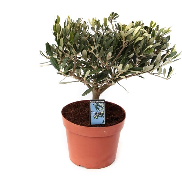 <h4>olea sur tige</h4>