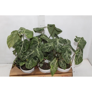 PHILODENDRON GLORIOSUM VARIEGATA P15