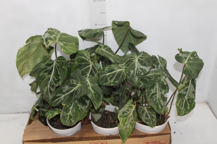 <h4>PHILODENDRON GLORIOSUM VARIEGATA P15</h4>