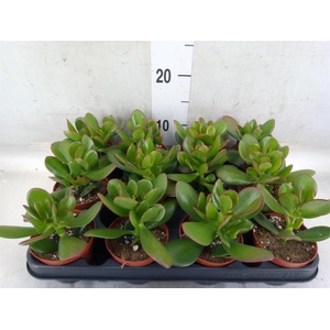 Crassula ovata 'Sunset'