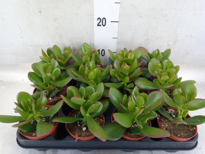 <h4>Crassula ovata 'Sunset'</h4>