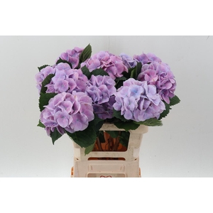 Hydr M Ch Marsepe Bl