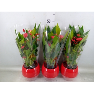Anthurium andr. 'Mill Flowers Red'