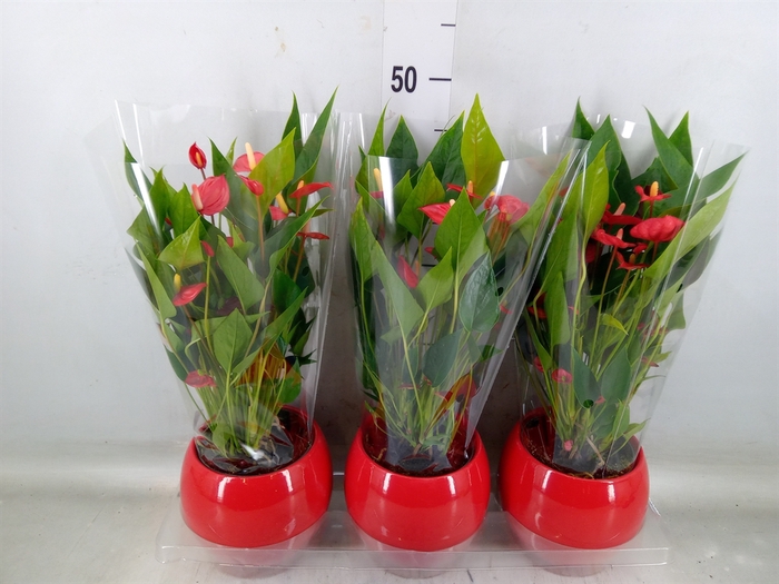<h4>Anthurium andr. 'Mill Flowers Red'</h4>