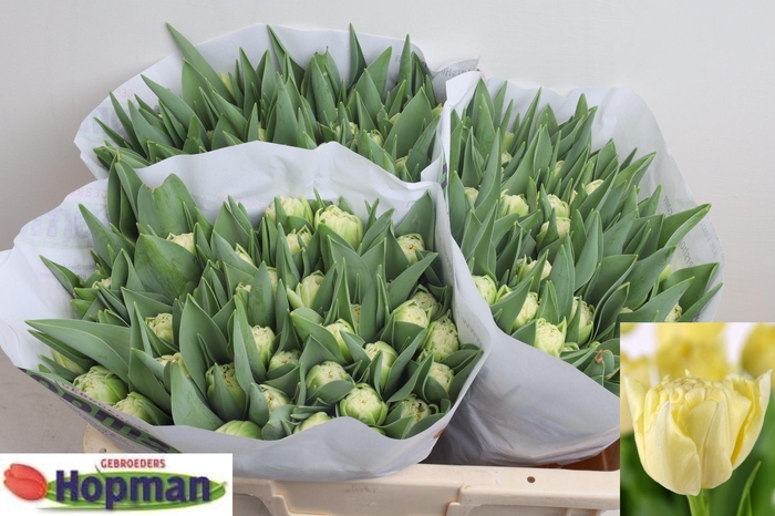 <h4>TU DU PISTE</h4>