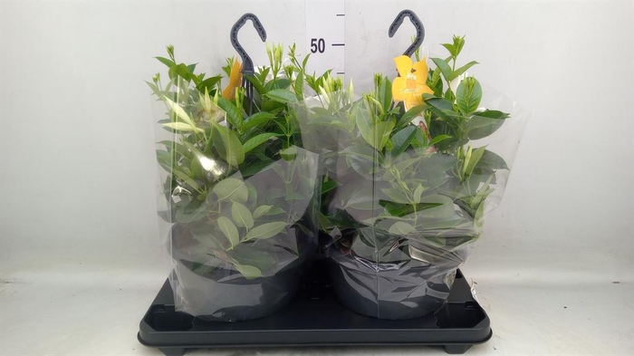 <h4>Mandevilla sand. 'SumStar White'</h4>