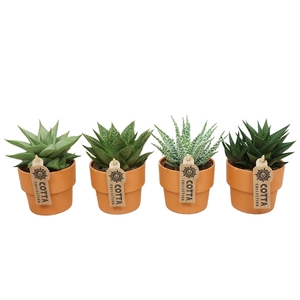 Aloe gemengd
