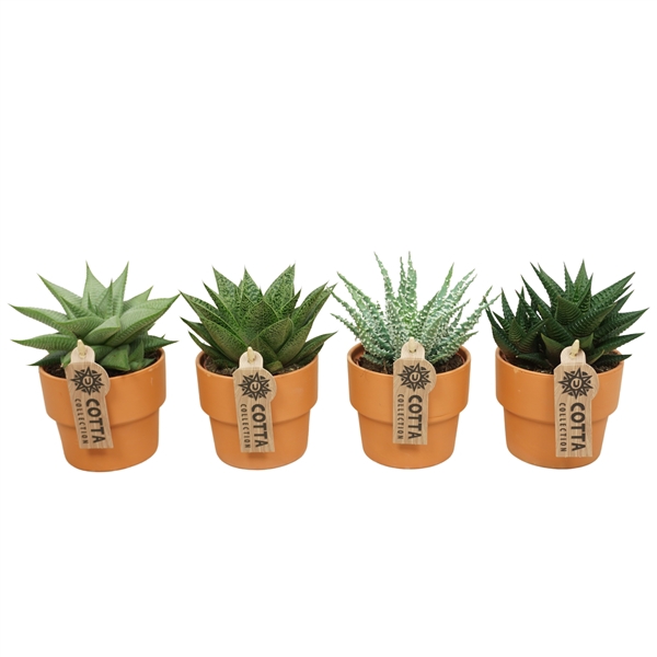 <h4>Aloe gemengd</h4>