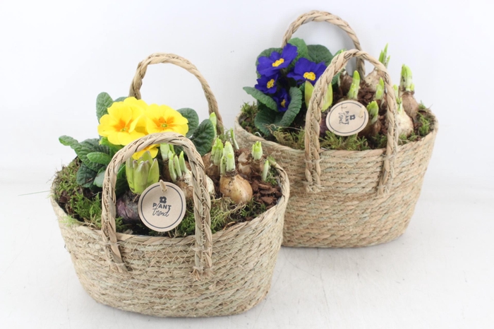 <h4>arr4 Primula PL - Tasmand ovaal x5</h4>