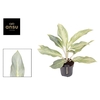 Aglaonema Aqua Green
