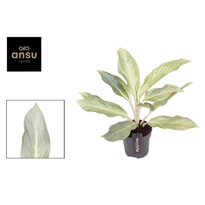 Aglaonema Aqua Green