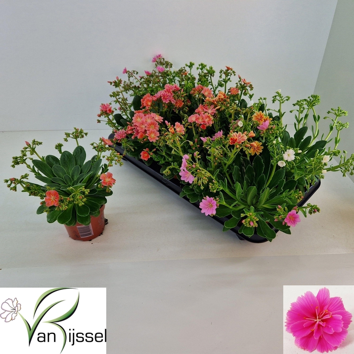 <h4>LEWI MOU DREAMS GEM</h4>