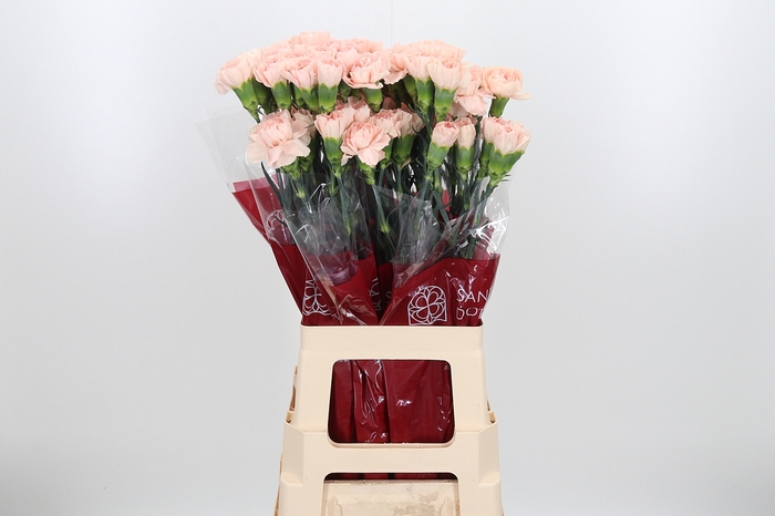 <h4>Di St Novia Peach</h4>