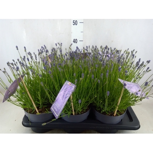 Lavandula angus. 'Essence Pure'