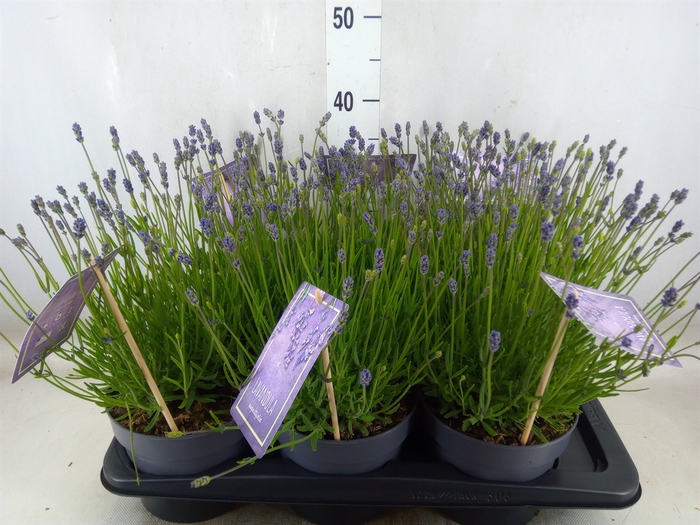 <h4>Lavandula angus. 'Essence Pure'</h4>