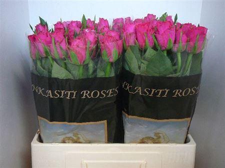 <h4>R Gr Madam Cerise</h4>