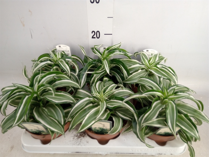 <h4>Dracaena frag. 'Kanzi'</h4>