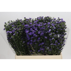 Aster Baby Blue