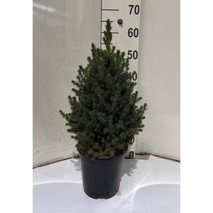PICEA GL CONICA