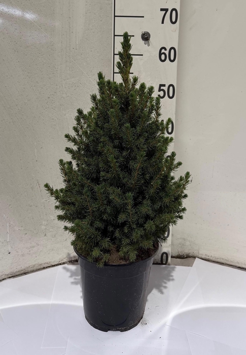 <h4>PICEA GL CONICA</h4>