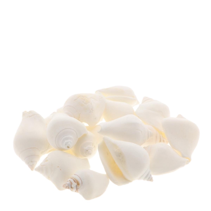 <h4>Shell Canarium 1kg</h4>