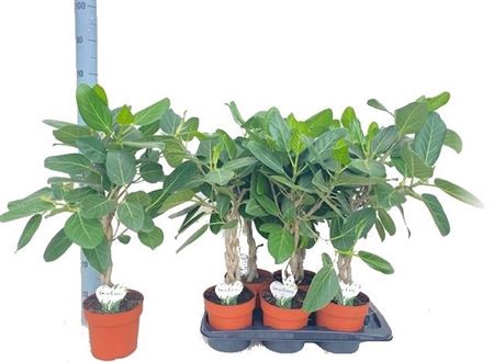 <h4>Ficus Beng Audrey</h4>